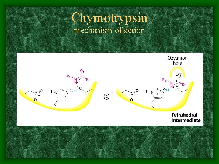 Chymotrypsin mechanism of action 