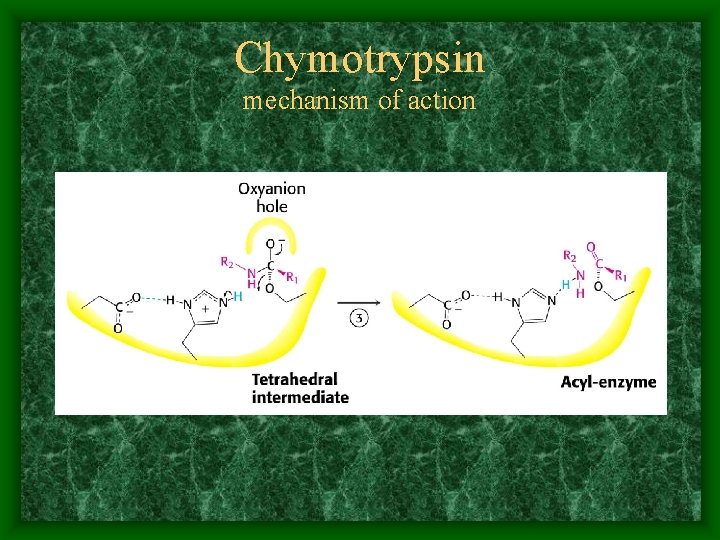 Chymotrypsin mechanism of action 