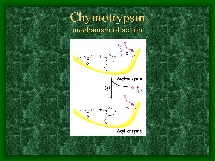 Chymotrypsin mechanism of action 