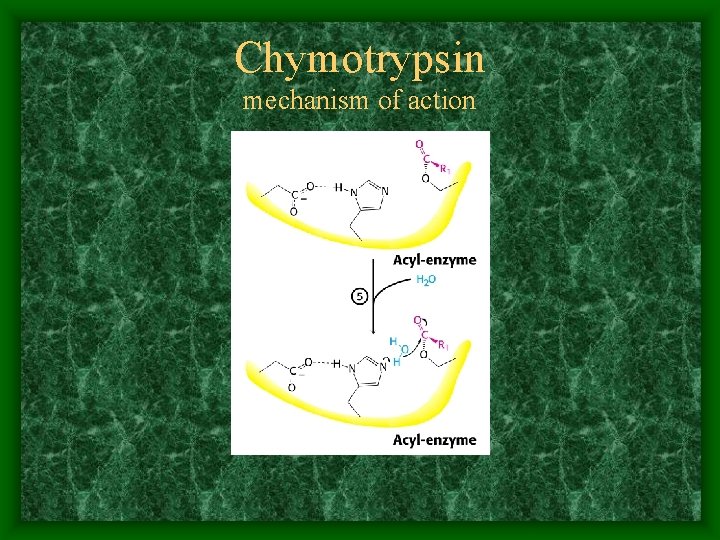 Chymotrypsin mechanism of action 