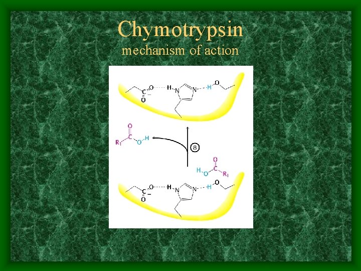 Chymotrypsin mechanism of action 