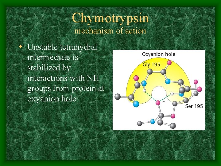 Chymotrypsin mechanism of action • Unstable tetrahydral intermediate is stabilized by interactions with NH