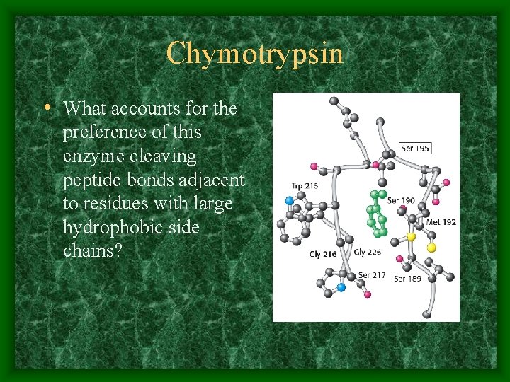 Chymotrypsin • What accounts for the preference of this enzyme cleaving peptide bonds adjacent