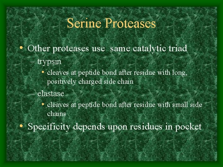 Serine Proteases • Other proteases use same catalytic triad – trypsin • cleaves at