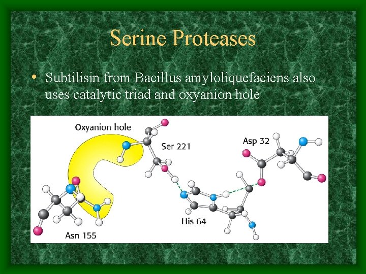 Serine Proteases • Subtilisin from Bacillus amyloliquefaciens also uses catalytic triad and oxyanion hole