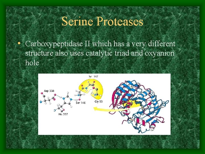 Serine Proteases • Carboxypeptidase II which has a very different structure also uses catalytic