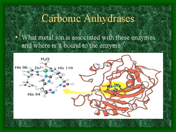Carbonic Anhydrases • What metal ion is associated with these enzymes and where is