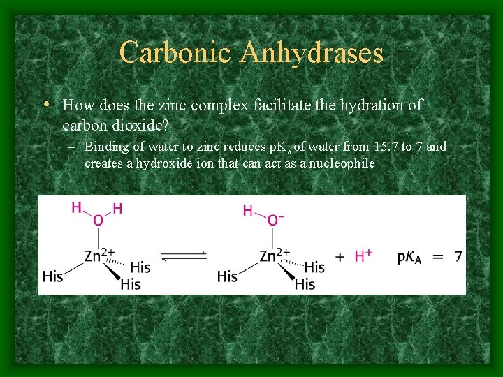 Carbonic Anhydrases • How does the zinc complex facilitate the hydration of carbon dioxide?