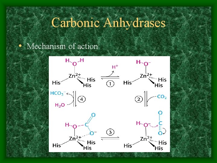 Carbonic Anhydrases • Mechanism of action 