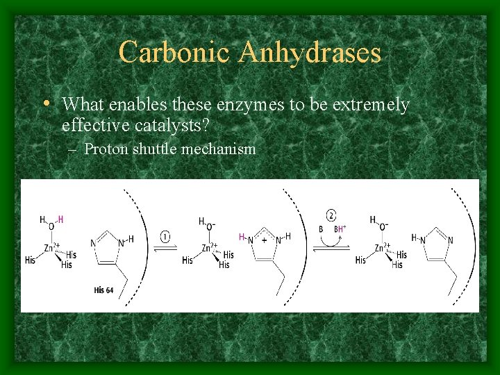 Carbonic Anhydrases • What enables these enzymes to be extremely effective catalysts? – Proton