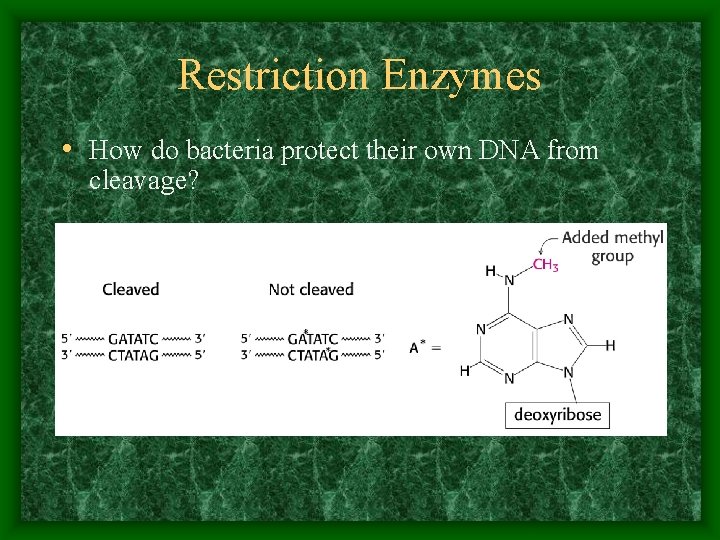 Restriction Enzymes • How do bacteria protect their own DNA from cleavage? 