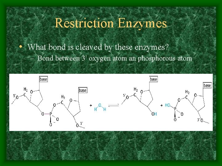 Restriction Enzymes • What bond is cleaved by these enzymes? – Bond between 3!