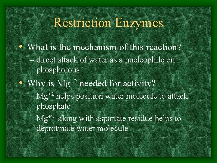 Restriction Enzymes • What is the mechanism of this reaction? – direct attack of