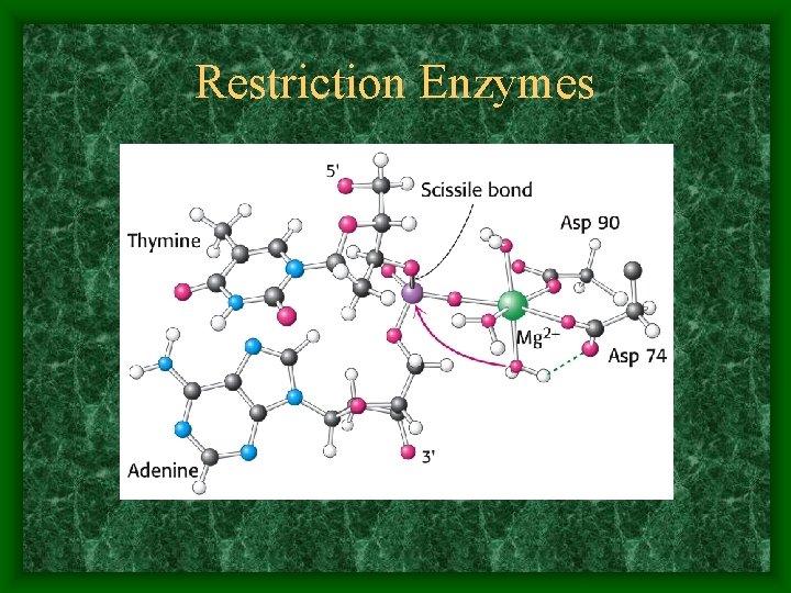 Restriction Enzymes 