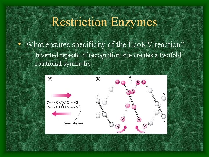 Restriction Enzymes • What ensures specificity of the Eco. RV reaction? – Inverted repeats