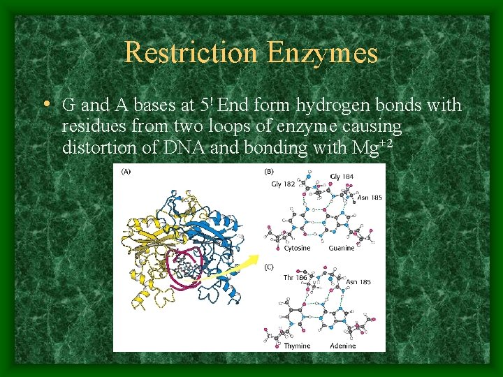 Restriction Enzymes • G and A bases at 5! End form hydrogen bonds with