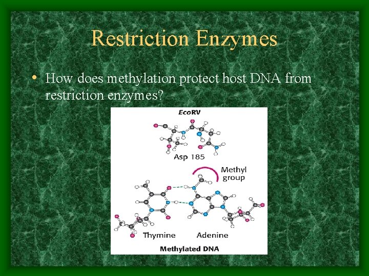 Restriction Enzymes • How does methylation protect host DNA from restriction enzymes? 