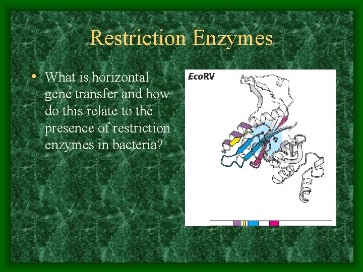 Restriction Enzymes • What is horizontal gene transfer and how do this relate to
