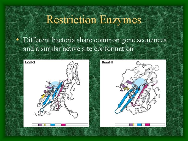 Restriction Enzymes • Different bacteria share common gene sequences and a similar active site
