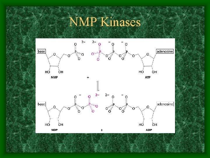 NMP Kinases 