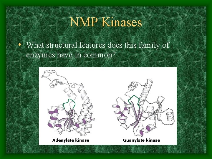 NMP Kinases • What structural features does this family of enzymes have in common?