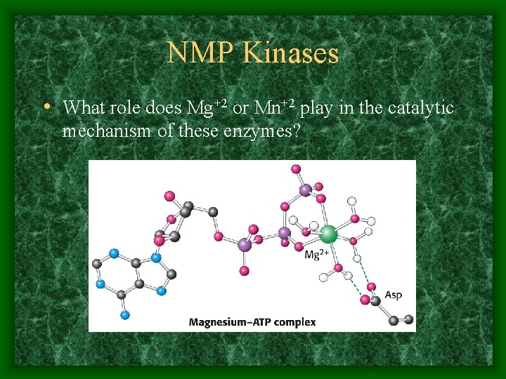 NMP Kinases • What role does Mg+2 or Mn+2 play in the catalytic mechanism