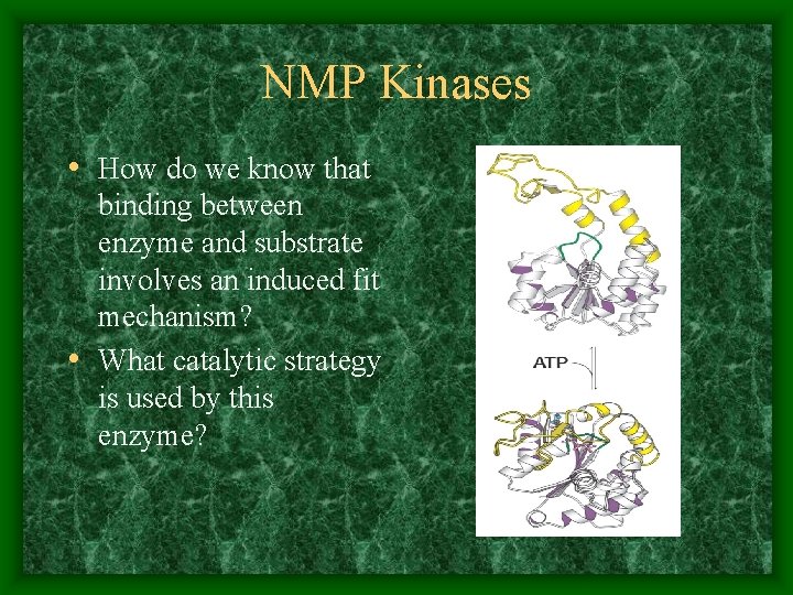 NMP Kinases • How do we know that binding between enzyme and substrate involves