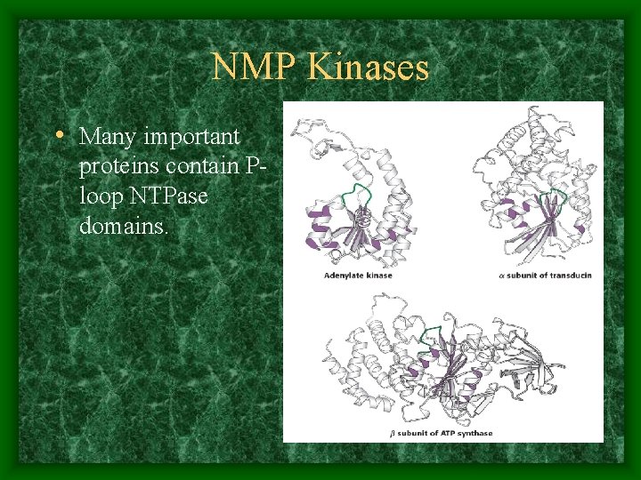 NMP Kinases • Many important proteins contain Ploop NTPase domains. 
