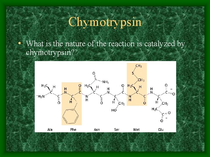 Chymotrypsin • What is the nature of the reaction is catalyzed by chymotrypsin? 