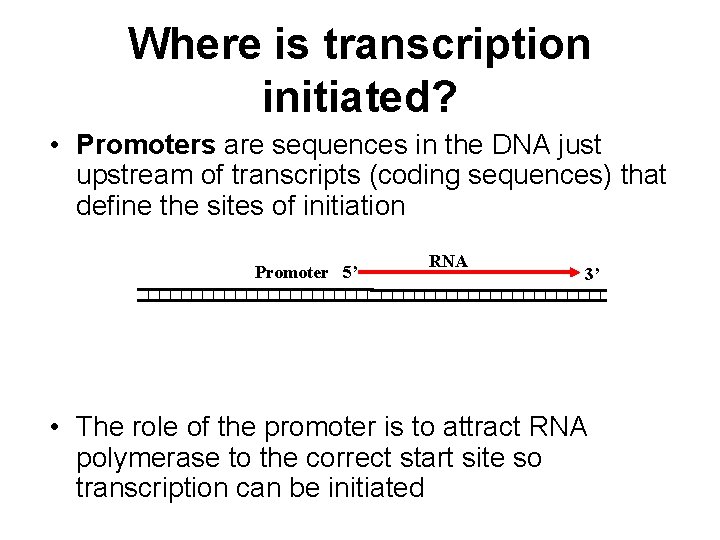 Where is transcription initiated? • Promoters are sequences in the DNA just upstream of