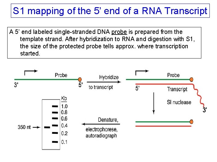 S 1 mapping of the 5’ end of a RNA Transcript A 5’ end