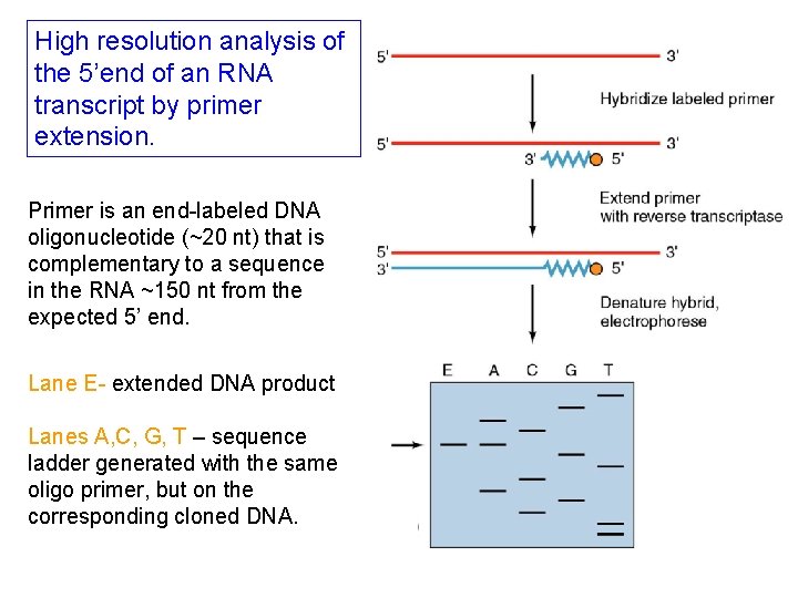 High resolution analysis of the 5’end of an RNA transcript by primer extension. Primer