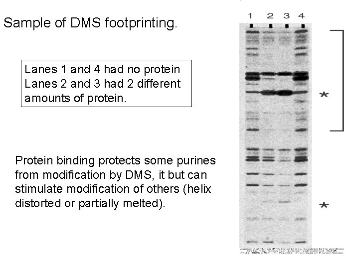 Sample of DMS footprinting. Lanes 1 and 4 had no protein Lanes 2 and