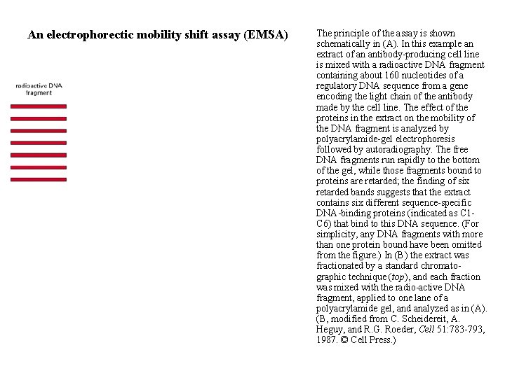 An electrophorectic mobility shift assay (EMSA) The principle of the assay is shown schematically