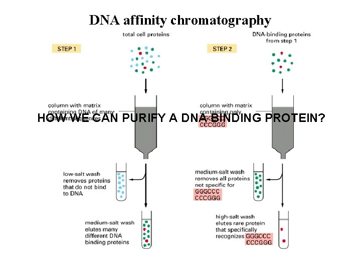 DNA affinity chromatography HOW WE CAN PURIFY A DNA BINDING PROTEIN? 