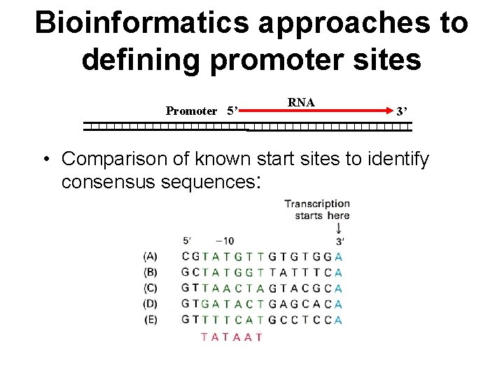 Bioinformatics approaches to defining promoter sites Promoter 5’ RNA 3’ • Comparison of known