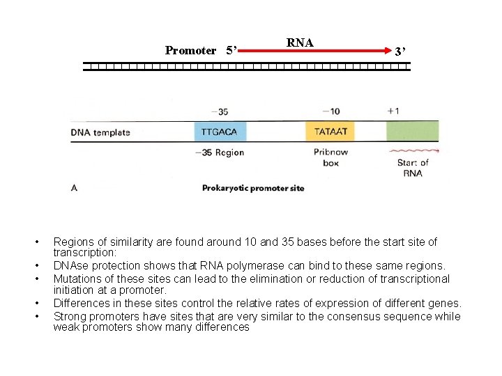 Promoter 5’ • • • RNA 3’ Regions of similarity are found around 10