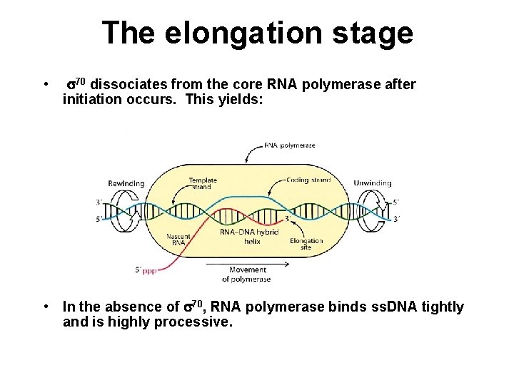 The elongation stage • s 70 dissociates from the core RNA polymerase after initiation