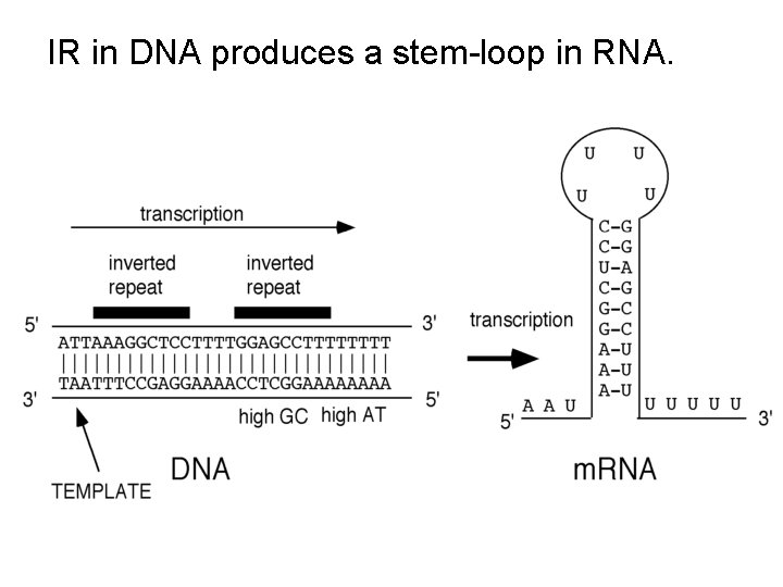 IR in DNA produces a stem-loop in RNA. 