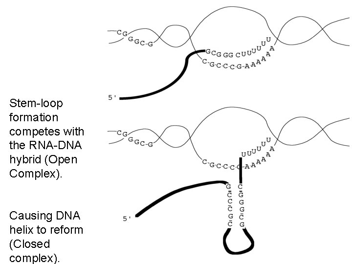 Stem-loop formation competes with the RNA-DNA hybrid (Open Complex). Causing DNA helix to reform