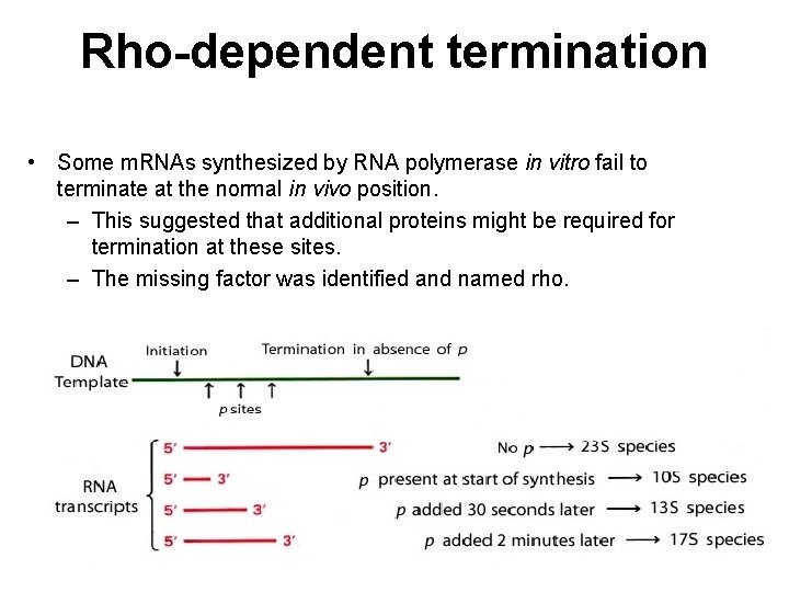 Rho-dependent termination • Some m. RNAs synthesized by RNA polymerase in vitro fail to