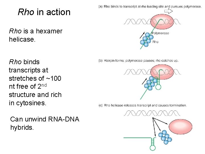 Rho in action Rho is a hexamer helicase. Rho binds transcripts at stretches of