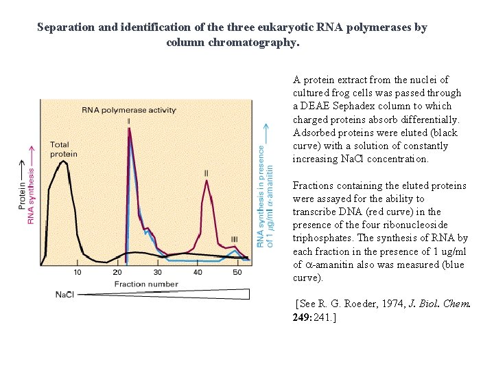 Separation and identification of the three eukaryotic RNA polymerases by column chromatography. A protein