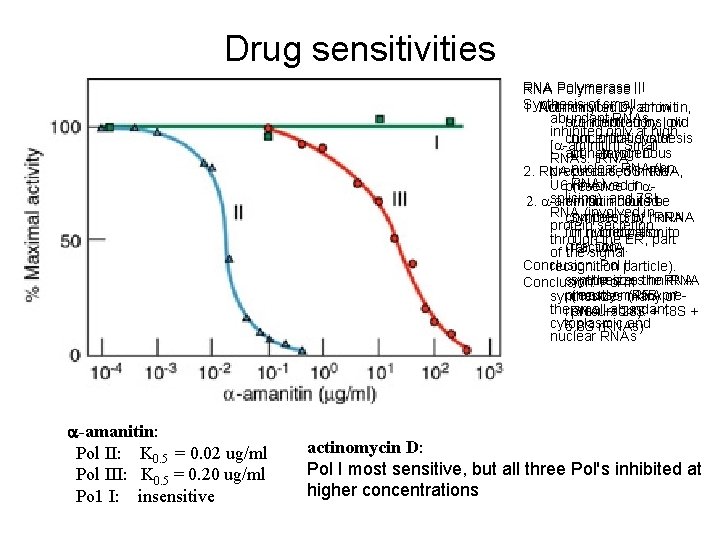 Drug sensitivities RNA Polymerase III RNA Polymerase I: RNA Polymerase II Synthesis of small