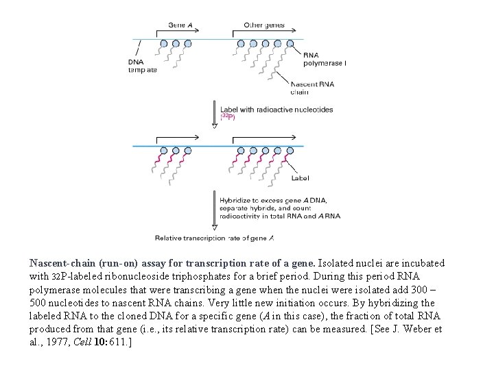 Nascent-chain (run-on) assay for transcription rate of a gene. Isolated nuclei are incubated with