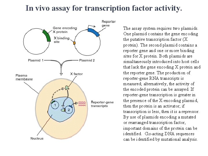In vivo assay for transcription factor activity. The assay system requires two plasmids. One