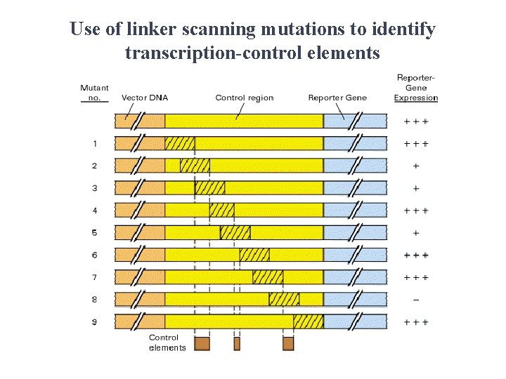 Use of linker scanning mutations to identify transcription-control elements 
