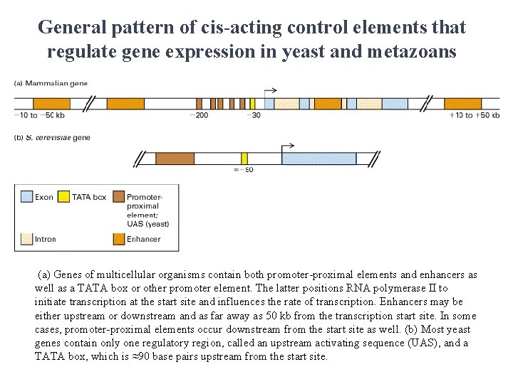 General pattern of cis-acting control elements that regulate gene expression in yeast and metazoans