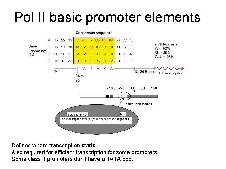 Pol II basic promoter elements Defines where transcription starts. Also required for efficient transcription