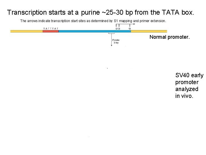 Transcription starts at a purine ~25 -30 bp from the TATA box. The arrows